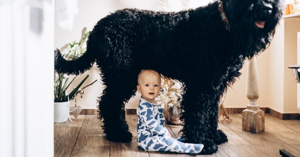 Les tendances en matière de dénomination des bébés et des tendances en matière de dénomination des chiens sont sur une trajectoire de collision