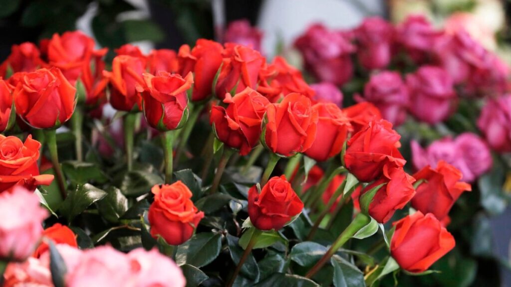 Rosas. - EFE / Carlos Ortega