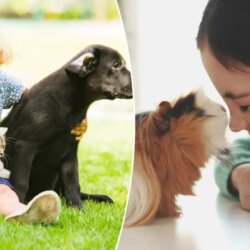 Les animaux de compagnie améliorent la santé mentale des enfants, sauf un, qui aggrave la situation